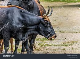 Attēlu rezultāti vaicājumam “Bos primigenius taurus”