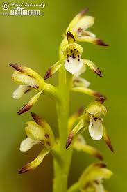 Attēlu rezultāti vaicājumam “Corallorhiza trifida”