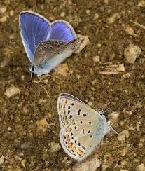 Attēlu rezultāti vaicājumam “Polyommatus icarus male”