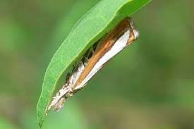 Attēlu rezultāti vaicājumam “Catoptria margaritella”