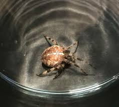 Attēlu rezultāti vaicājumam “Araneus diadematus eggs”