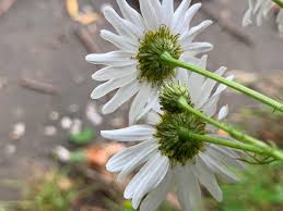 Attēlu rezultāti vaicājumam “Tripleurospermum inodorum flower”