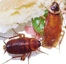 Image result for periplaneta americana