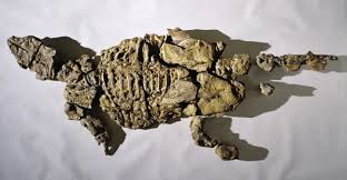 Image result for MINMI