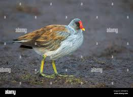 Attēlu rezultāti vaicājumam “Gallinula chloropus”