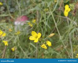 Attēlu rezultāti vaicājumam “Diplotaxis muralis fruit”