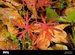 Attēlu rezultāti vaicājumam “Geranium sanguineum leaf”