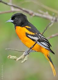 Image result for Icterus galbula