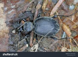Attēlu rezultāti vaicājumam “Cychrus caraboides”