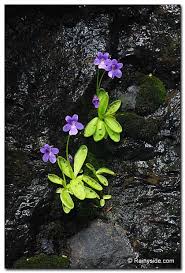 Attēlu rezultāti vaicājumam “Pinguicula vulgaris”
