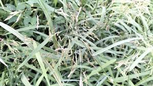 Attēlu rezultāti vaicājumam “Leersia oryzoides”