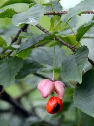 Attēlu rezultāti vaicājumam “Euonymus verrucosus fruit”