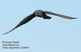 Image result for Falco vespertinus