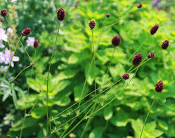 Attēlu rezultāti vaicājumam “Sanguisorba officinalis bud”