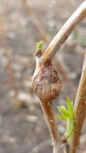 Attēlu rezultāti vaicājumam “Lasioptera rubi”