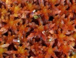 Attēlu rezultāti vaicājumam “Sphagnum warnstorfii”