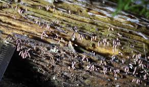 Attēlu rezultāti vaicājumam “Stemonitopsis hyperopta var. landewaldii”