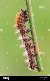 Attēlu rezultāti vaicājumam “Polygonia c-album larva”