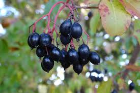 Attēlu rezultāti vaicājumam “Carex acuta fruit”