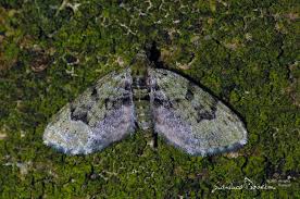 Attēlu rezultāti vaicājumam “Chloroclystis v-ata”