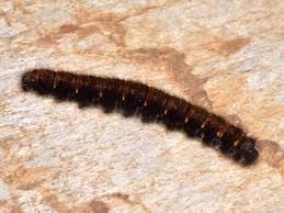 Attēlu rezultāti vaicājumam “Macrothylacia rubi larva”