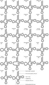 Image result for Acroteriobatus blochii