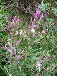 Image result for Weidenröschen