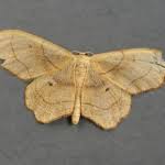 Attēlu rezultāti vaicājumam “Idaea emarginata”