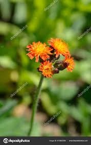 Attēlu rezultāti vaicājumam “Pilosella aurantiaca flower”