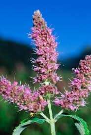 Attēlu rezultāti vaicājumam “Mentha longifolia”