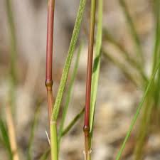 Attēlu rezultāti vaicājumam “Poa angustifolia fruit”