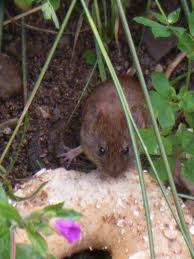 Attēlu rezultāti vaicājumam “Myodes glareolus”