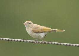 Image result for Phylloscopus orientalis