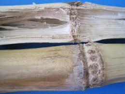 Attēlu rezultāti vaicājumam “Diderma radiatum stalked”