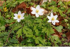 Attēlu rezultāti vaicājumam “Anemone nemorosa leaf”