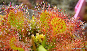 Attēlu rezultāti vaicājumam “Drosera rotundifolia flower”