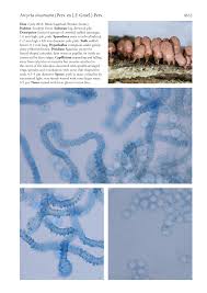 Attēlu rezultāti vaicājumam “Arcyria incarnata spores”