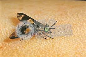 Attēlu rezultāti vaicājumam “Chrysops”