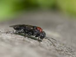 Attēlu rezultāti vaicājumam “Eriocampa ovata”