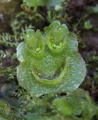 Attēlu rezultāti vaicājumam “Lophocolea minor macro”