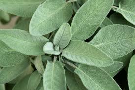 Attēlu rezultāti vaicājumam “Salvia officinalis leaf”