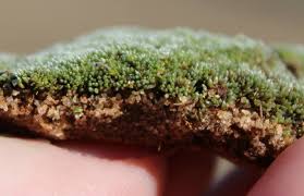 Attēlu rezultāti vaicājumam “Bryum argenteum”