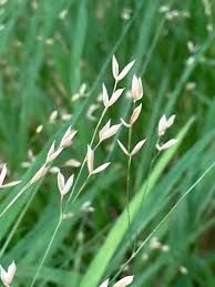 Attēlu rezultāti vaicājumam “Melica nutans flower”