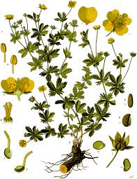Attēlu rezultāti vaicājumam “Potentilla erecta flower”