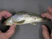 Image result for Menticirrhus americanus