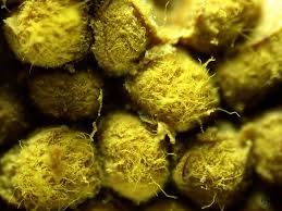 Attēlu rezultāti vaicājumam “Oligonema persimile sessile”