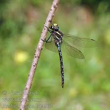 Attēlu rezultāti vaicājumam “Aeshna juncea”