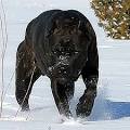 About Time Cane CORSO Italiano