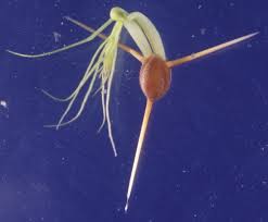 「金魚藻」的圖片搜尋結果