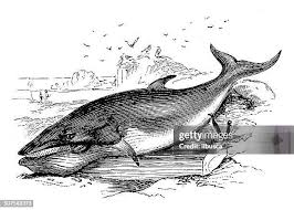 Image result for Balaenoptera borealis